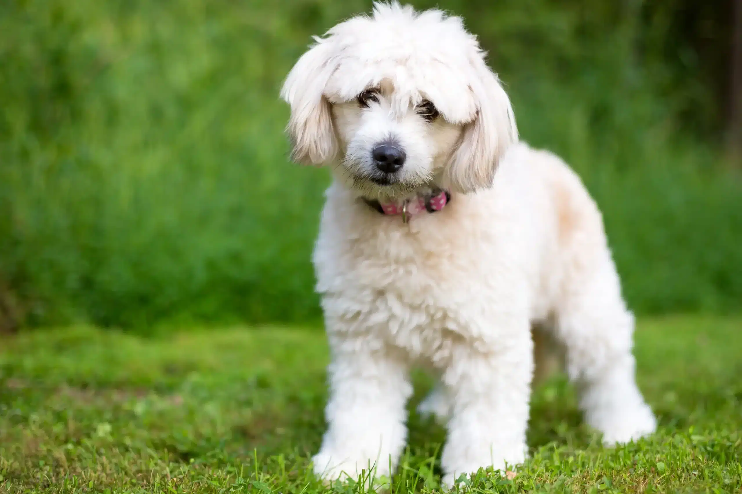 Read more about the article Hodowca Pomapoo