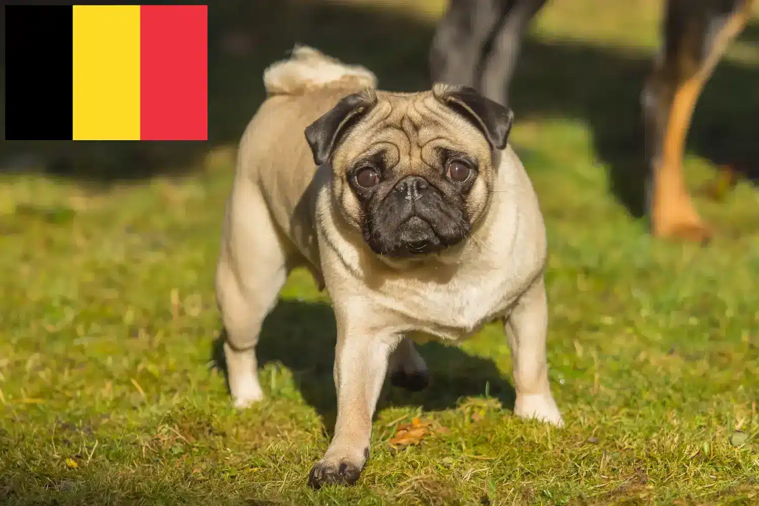 Mops szczenięta i hodowcy Belgia Tutaj znajdziesz hodowców mopsów w Belgia.