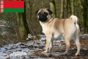 Read more about the article Hodowcy mopsów i szczenięta w Białoruś