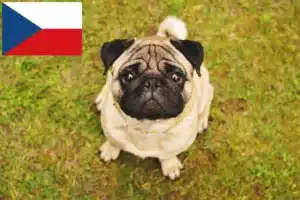 Read more about the article Hodowcy mopsów i szczenięta w Czechy