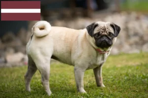 Read more about the article Hodowcy mopsów i szczenięta w Łotwa