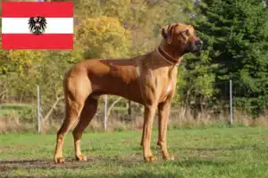 Read more about the article Rhodesian Ridgeback hodowcy i szczenięta w Austria
