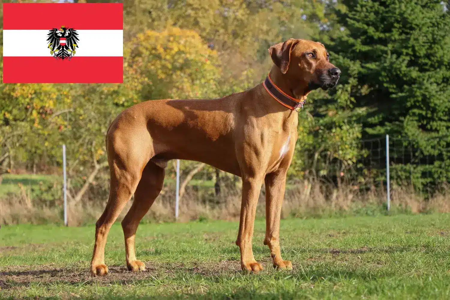 Read more about the article Rhodesian Ridgeback hodowcy i szczenięta w Austria