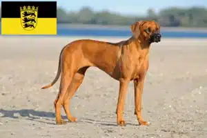 Read more about the article Rhodesian Ridgeback hodowcy i szczenięta w Badenia-Wirtembergia