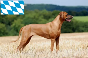 Read more about the article Rhodesian Ridgeback hodowcy i szczenięta w Bawaria