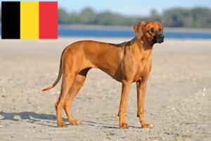 Read more about the article Rhodesian Ridgeback hodowcy i szczenięta w Belgia