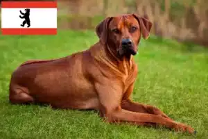 Read more about the article Rhodesian Ridgeback hodowcy i szczenięta w Berlin