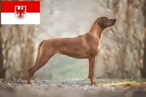 Read more about the article Rhodesian Ridgeback hodowcy i szczenięta w Brandenburgia