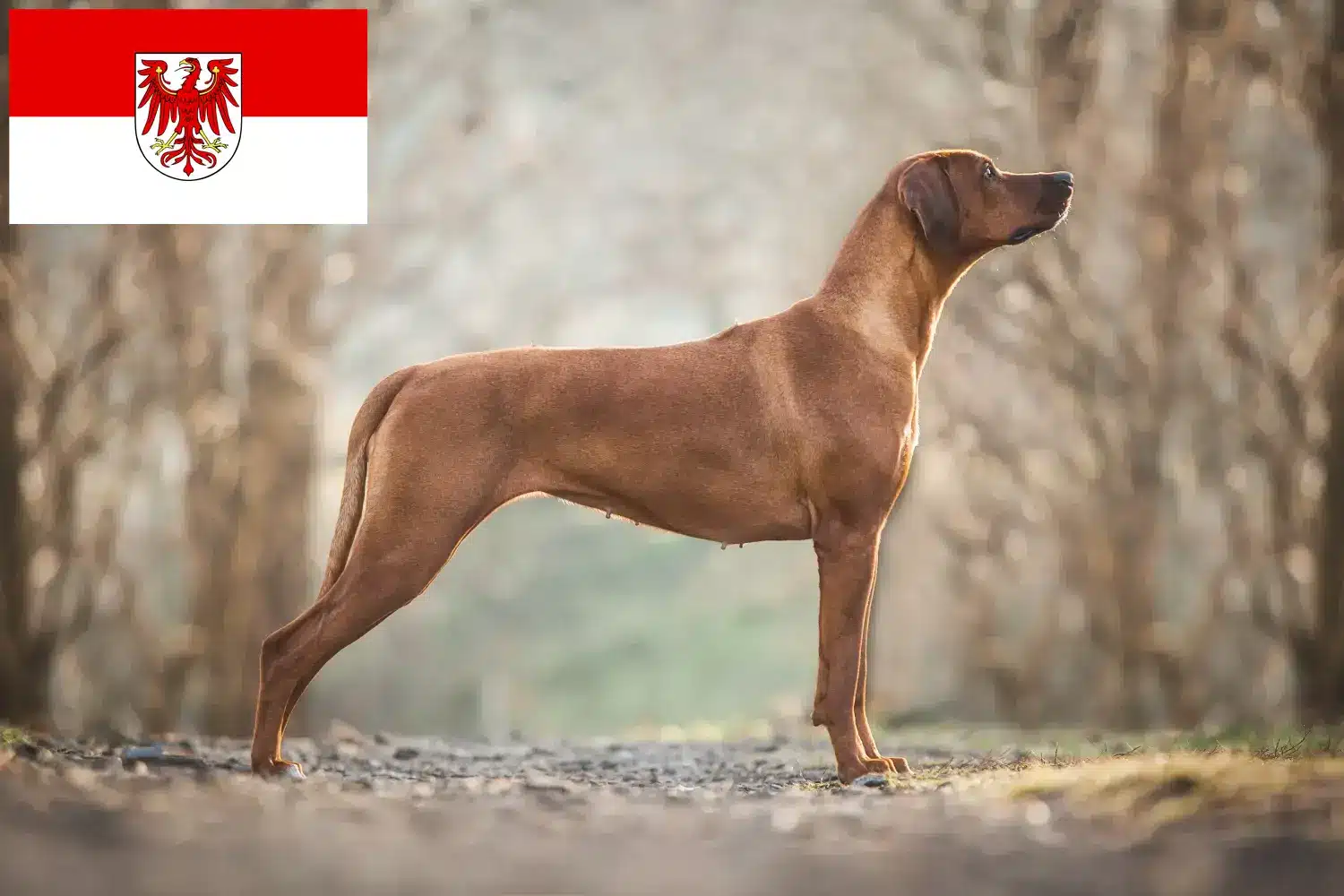Rhodesian Ridgeback szczenięta i hodowcy Brandenburgia Tutaj znajdziesz hodowców Rhodesian Ridgeback w Brandenburgia.