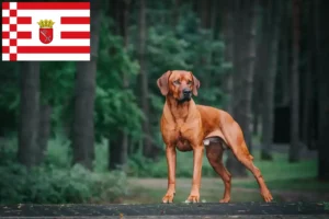 Read more about the article Rhodesian Ridgeback hodowca i szczenięta w Brema