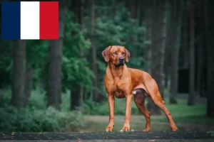Read more about the article Rhodesian Ridgeback hodowcy i szczenięta w Francja