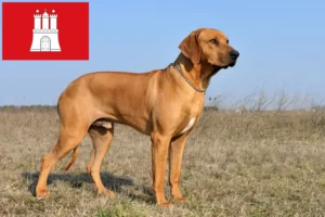 Read more about the article Rhodesian Ridgeback hodowca i szczenięta w Hamburg