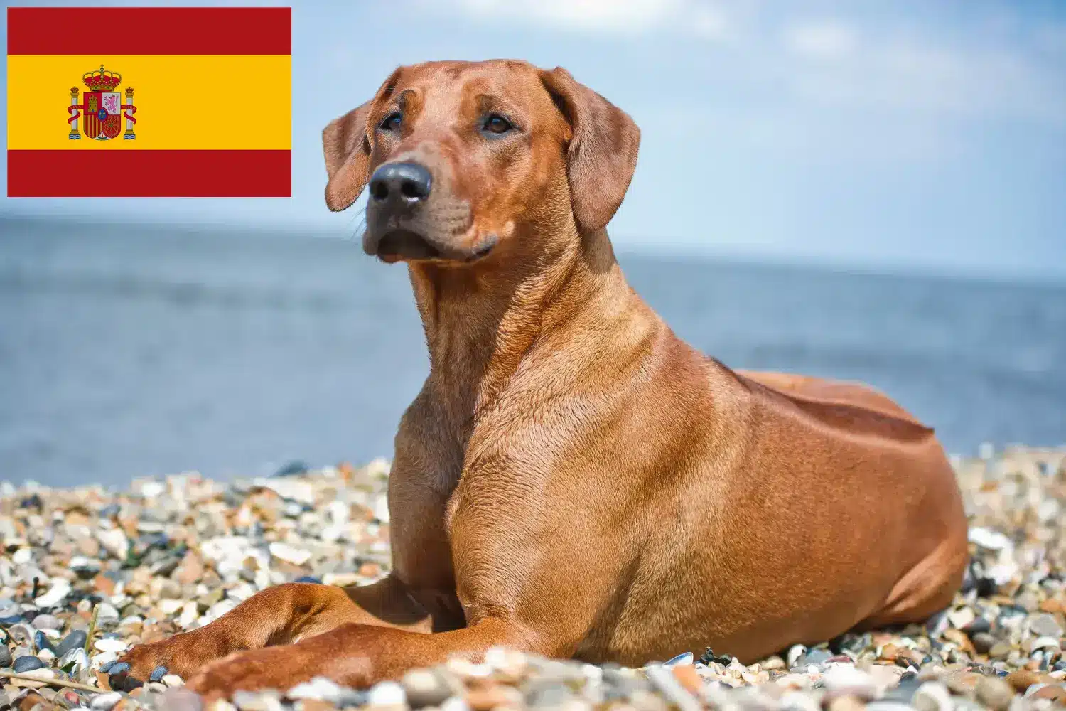 Read more about the article Rhodesian Ridgeback hodowcy i szczenięta w Hiszpania