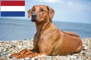 Read more about the article Rhodesian Ridgeback hodowcy i szczenięta w Holandia