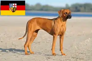 Read more about the article Rhodesian Ridgeback hodowcy i szczenięta w Kraj Saary