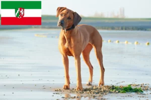 Read more about the article Rhodesian Ridgeback hodowcy i szczenięta w Nadrenia Północna-Westfalia