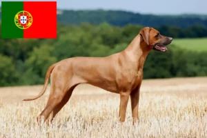 Read more about the article Rhodesian Ridgeback hodowcy i szczenięta w Portugalia