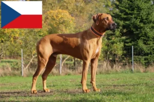 Read more about the article Rhodesian Ridgeback hodowcy i szczenięta w Republika Czeska