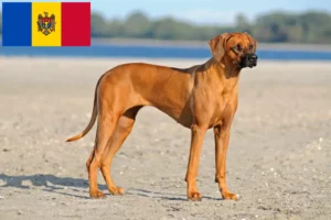 Read more about the article Rhodesian Ridgeback hodowcy i szczenięta w Republika Mołdawii