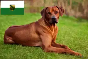 Read more about the article Rhodesian Ridgeback hodowcy i szczenięta w Saksonia