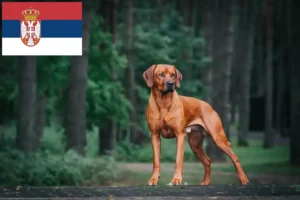 Read more about the article Rhodesian Ridgeback hodowcy i szczenięta w Serbia