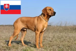 Read more about the article Rhodesian Ridgeback hodowcy i szczenięta w Słowacja