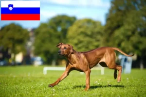 Read more about the article Rhodesian Ridgeback hodowcy i szczenięta w Słowenia
