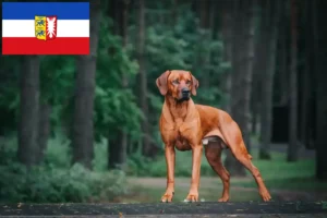 Read more about the article Rhodesian Ridgeback hodowcy i szczenięta w Szlezwik-Holsztyn