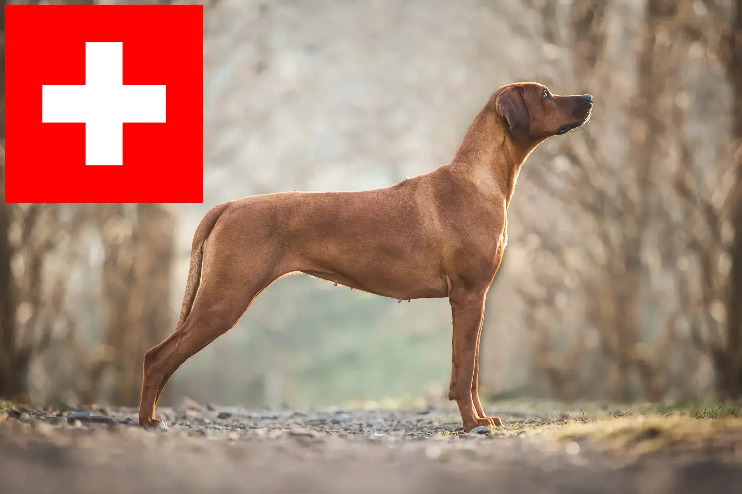 Rhodesian Ridgeback szczenięta i hodowcy Szwajcaria Tutaj znajdziesz hodowców Rhodesian Ridgeback w Szwajcaria.