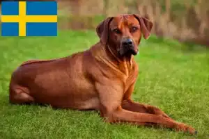 Read more about the article Rhodesian Ridgeback hodowcy i szczenięta w Szwecja