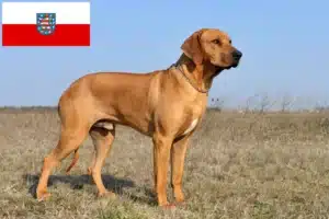 Read more about the article Rhodesian Ridgeback hodowcy i szczenięta w Turyngia