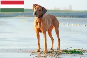 Read more about the article Rhodesian Ridgeback hodowcy i szczenięta w Węgry