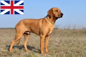 Read more about the article Rhodesian Ridgeback hodowcy i szczenięta w Wielka Brytania