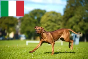 Read more about the article Rhodesian Ridgeback hodowcy i szczenięta w Włochy