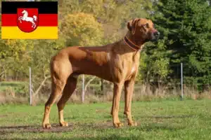 Read more about the article Rhodesian Ridgeback hodowcy i szczenięta w Dolna Saksonia