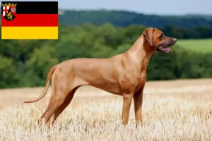Read more about the article Rhodesian Ridgeback hodowcy i szczenięta w Nadrenia-Palatynat