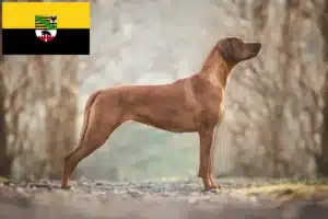Read more about the article Rhodesian Ridgeback hodowcy i szczenięta w Saksonia-Anhalt