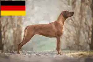 Read more about the article Rhodesian Ridgeback hodowcy i szczenięta w Niemcy
