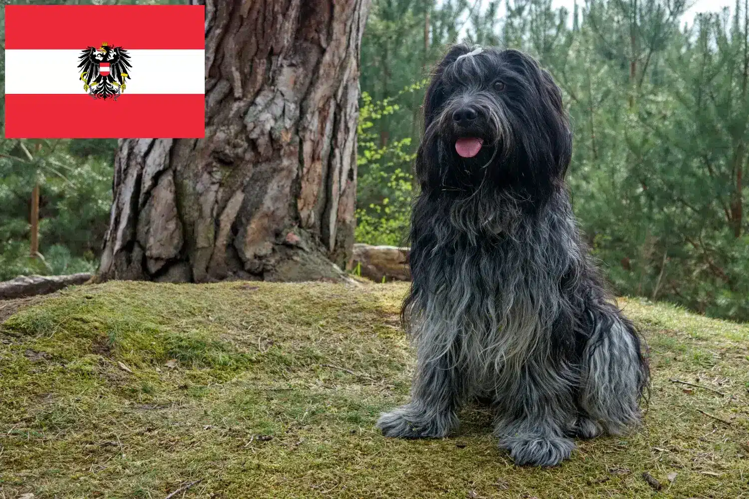 Schapendoes szczenięta i hodowcy Austria Tutaj znajdziesz hodowców rasy Schapendoes w Austria.