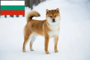 Read more about the article Hodowcy i szczenięta Shiba w Bułgaria
