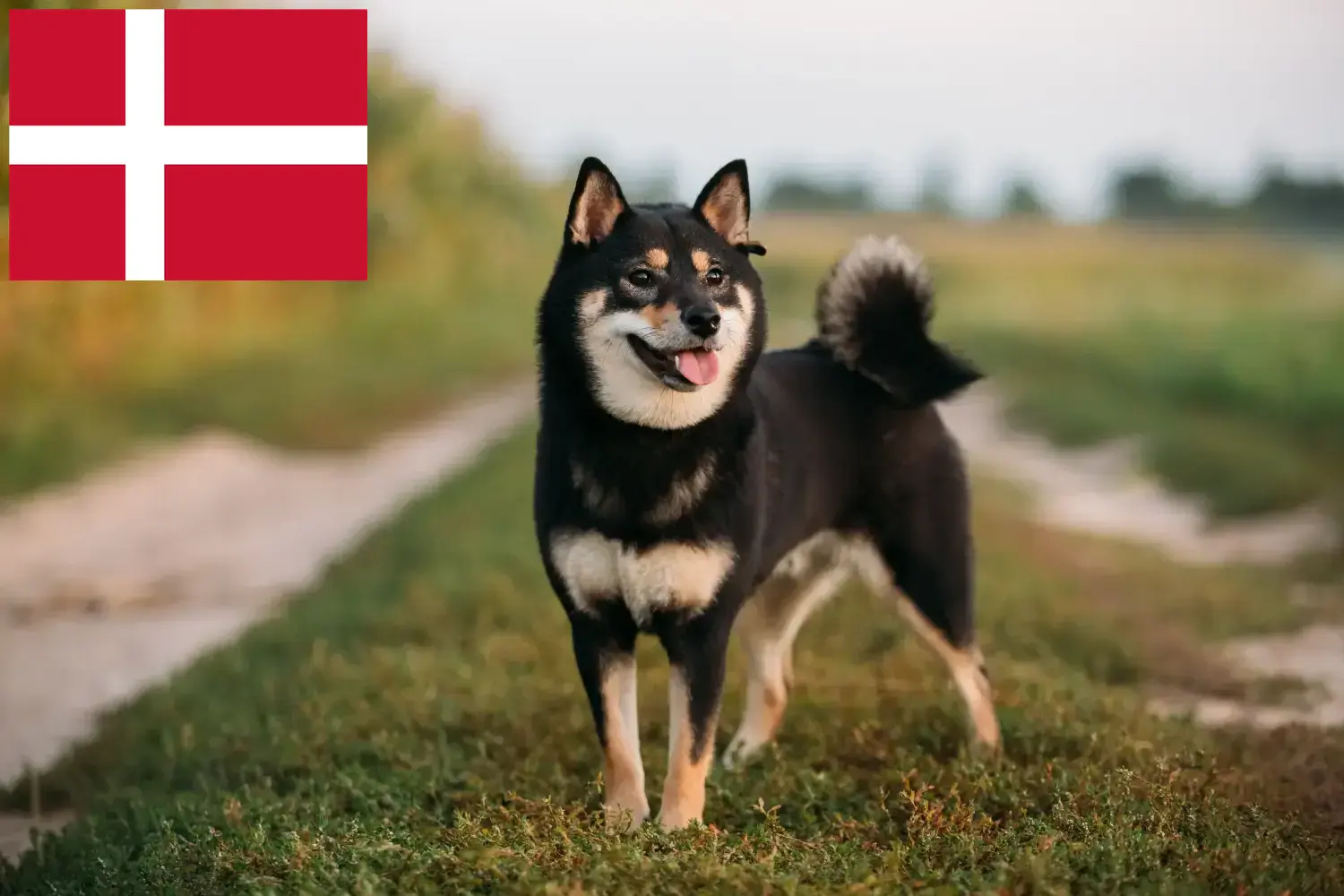 Shiba szczenięta i hodowcy Dania Tutaj znajdziesz hodowców rasy Shibas w Dania.