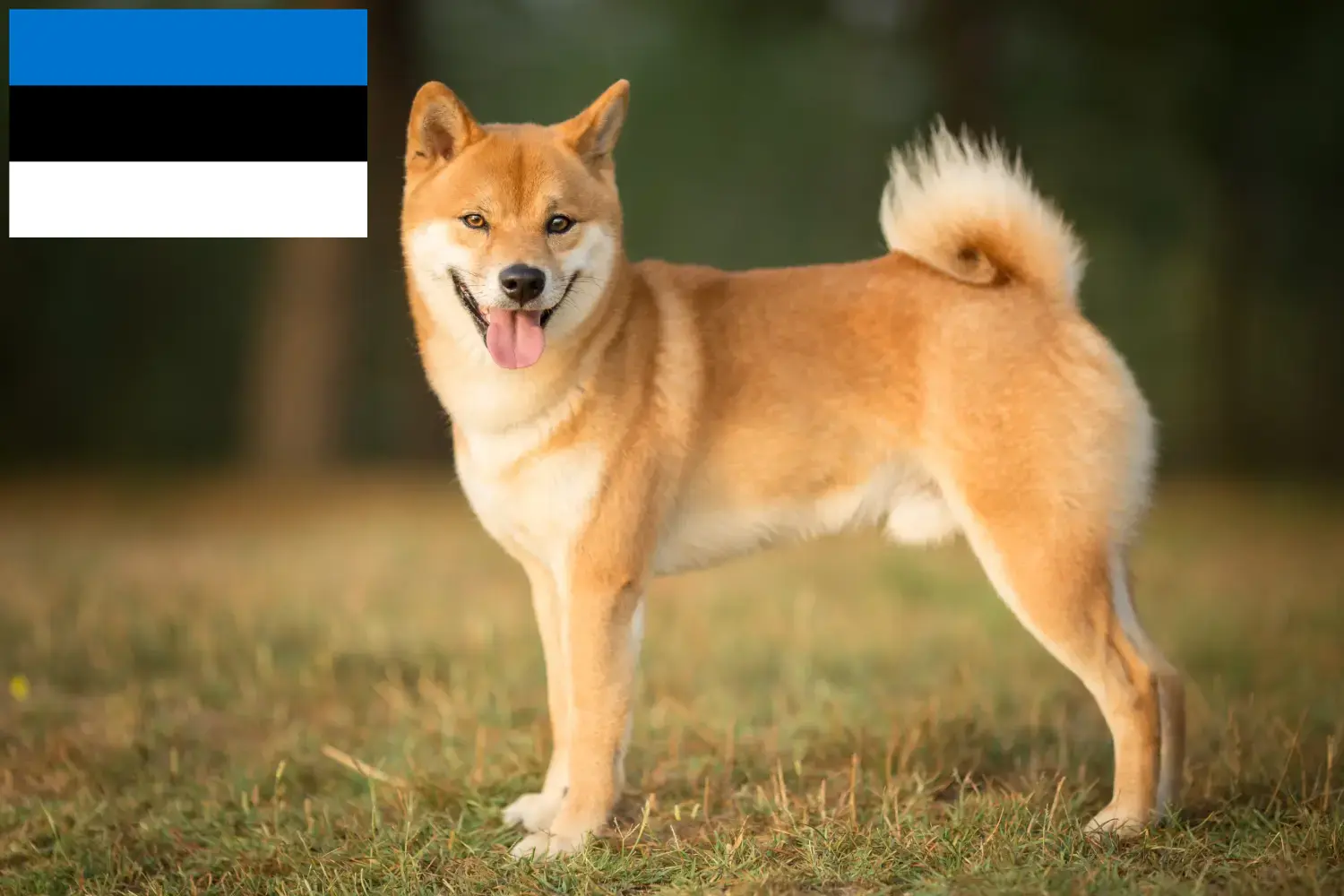 Shiba szczenięta i hodowcy Estonia Znajdź hodowców Shiba w Estonia tutaj.
