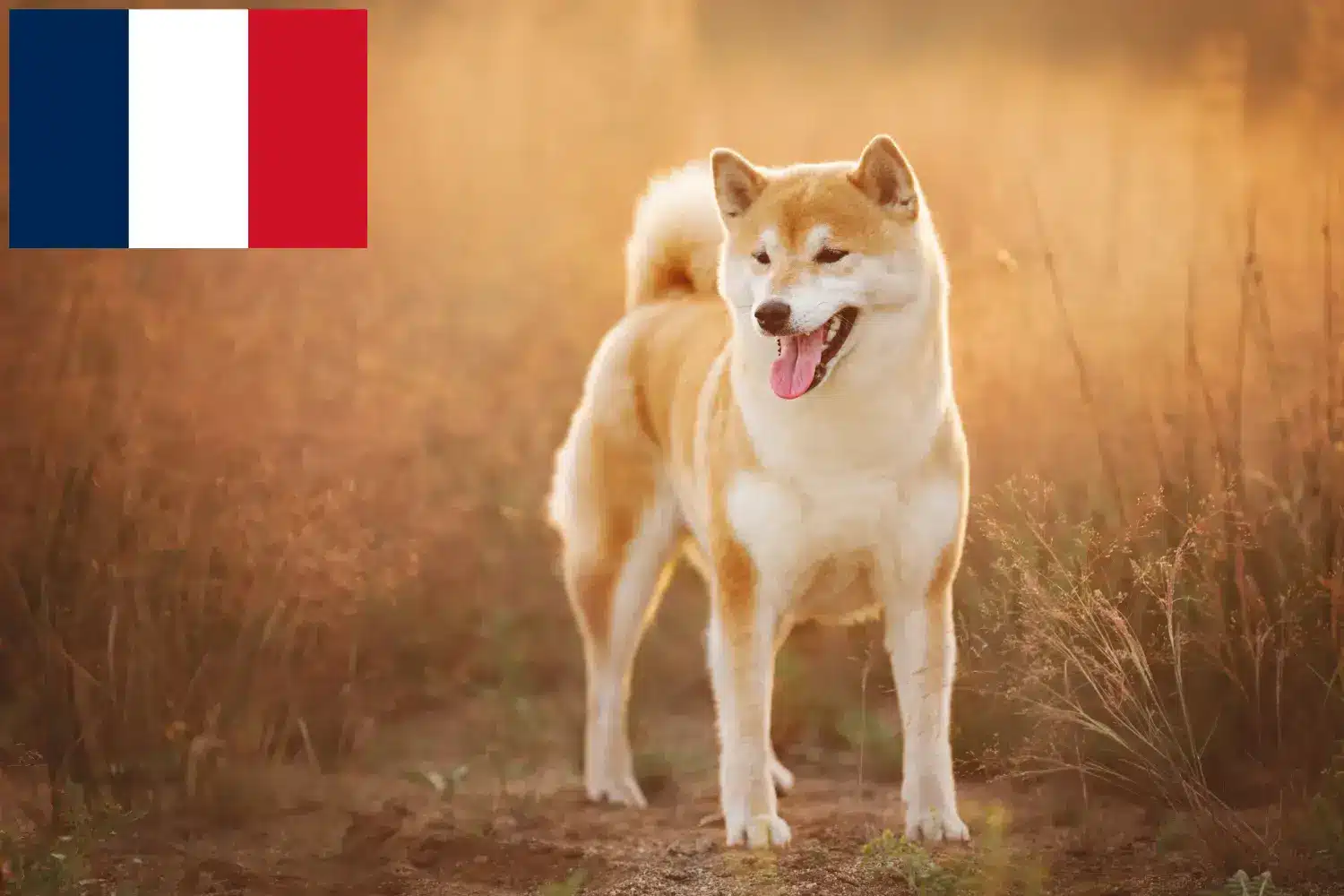 Shiba szczenięta i hodowcy Francja Tutaj znajdziesz hodowców rasy Shiba w Francja.