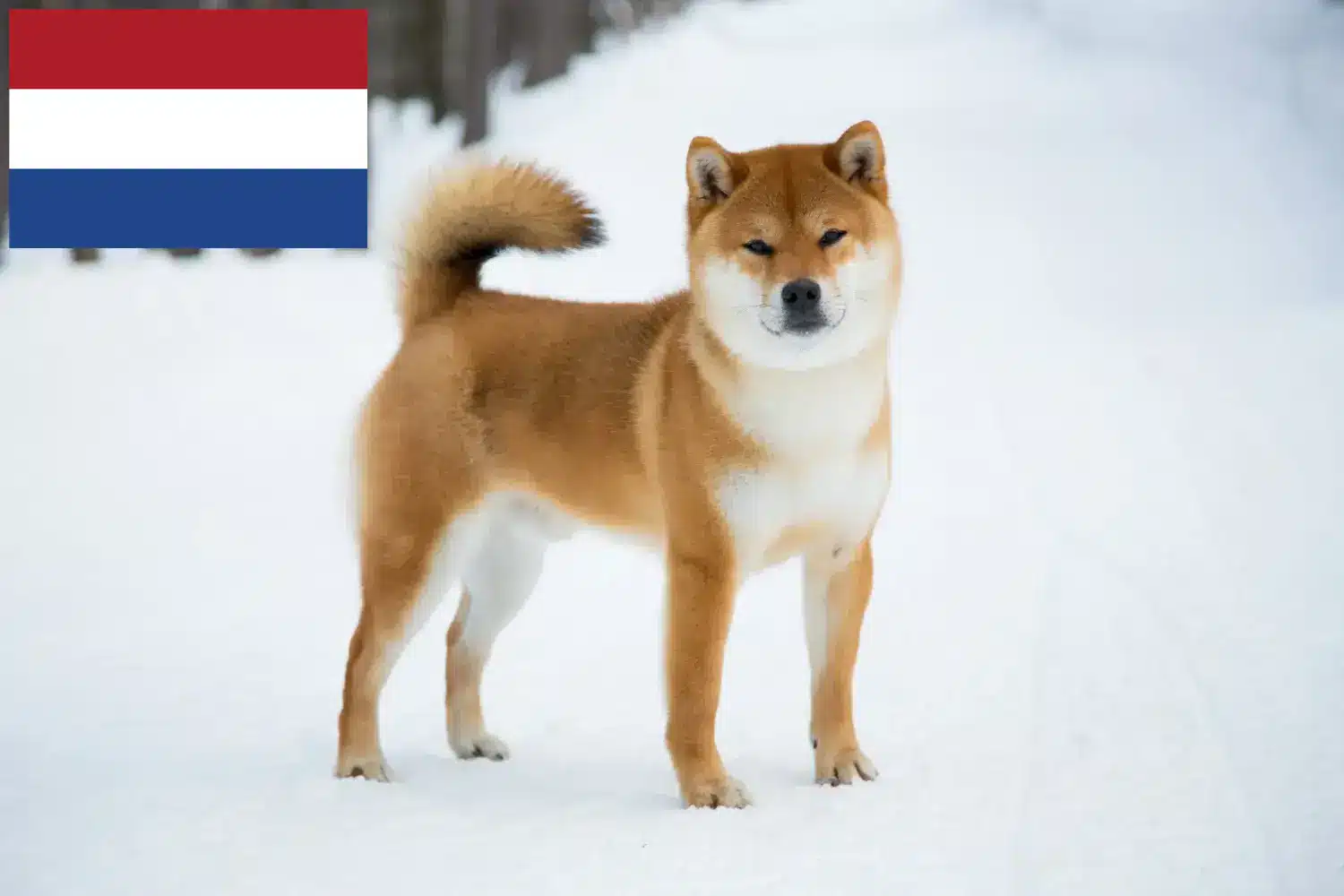 Szczeniaki shiba i hodowcy Holandia Tutaj znajdziesz hodowców rasy Shiba w Holandia.