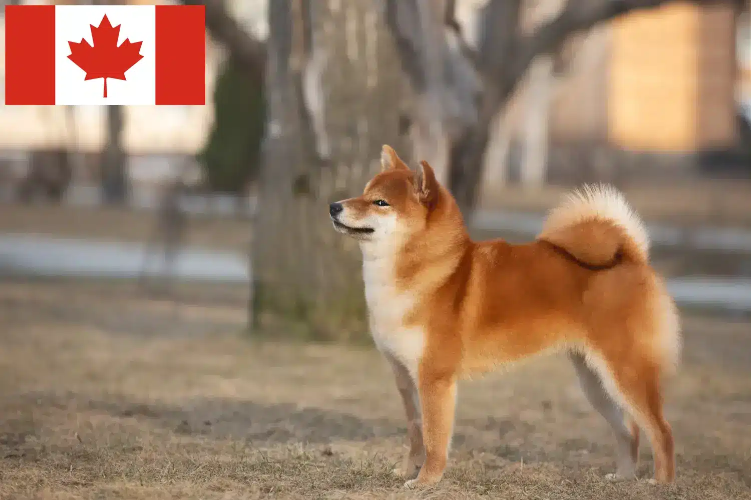 Shiba szczenięta i hodowcy Kanada Tutaj znajdziesz hodowców rasy Shiba w Kanada.