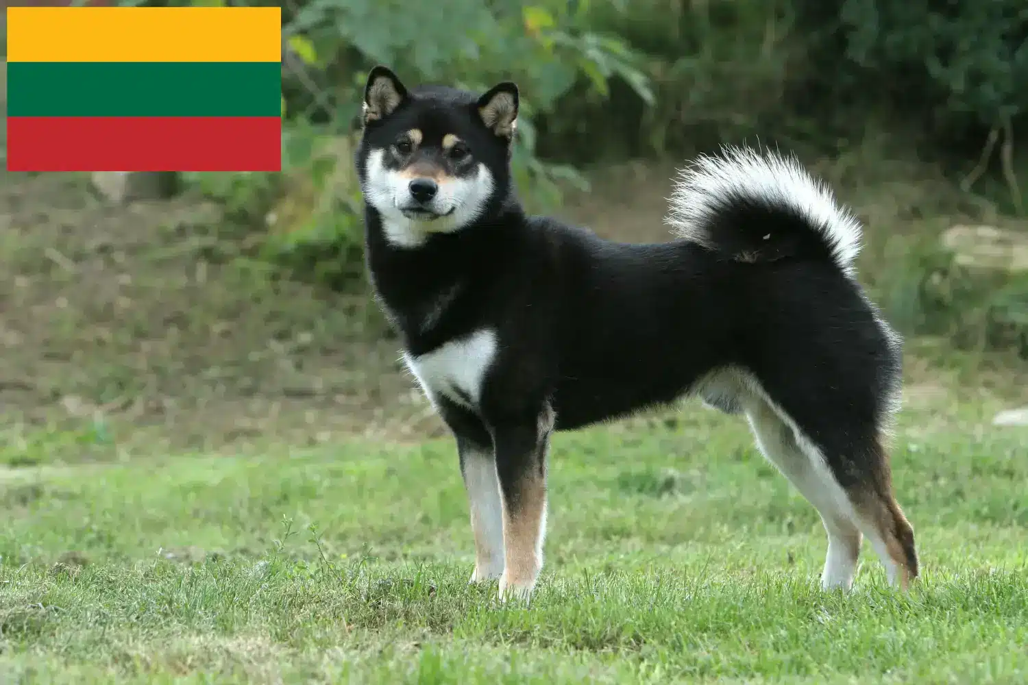 Shiba szczenięta i hodowcy Litwa Znajdź hodowców Shiba w Litwa tutaj.