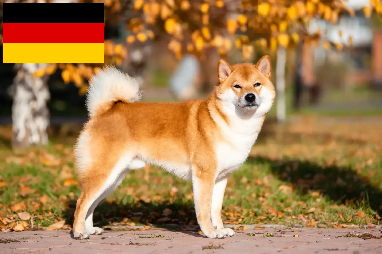 Shiba szczenięta i hodowcy Niemcy Tutaj znajdziesz hodowców rasy Shibas w Niemcy.