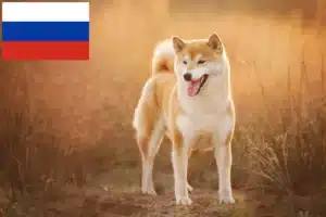 Read more about the article Hodowcy i szczenięta Shiba w Rosja