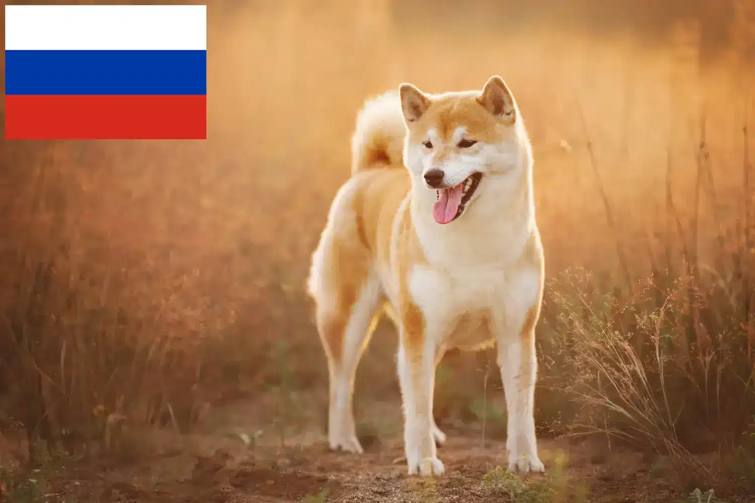Shiba szczenięta i hodowcy Rosja Tutaj znajdziesz hodowców rasy Shiba w Rosja.