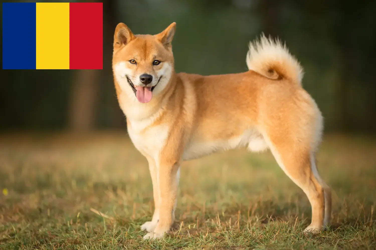 Shiba szczenięta i hodowcy Rumunia Tutaj znajdziesz hodowców rasy Shibas w Rumunia.